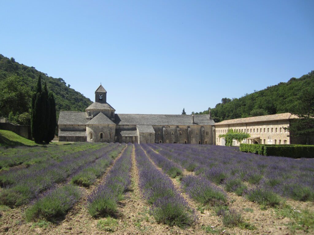 lavender fields france