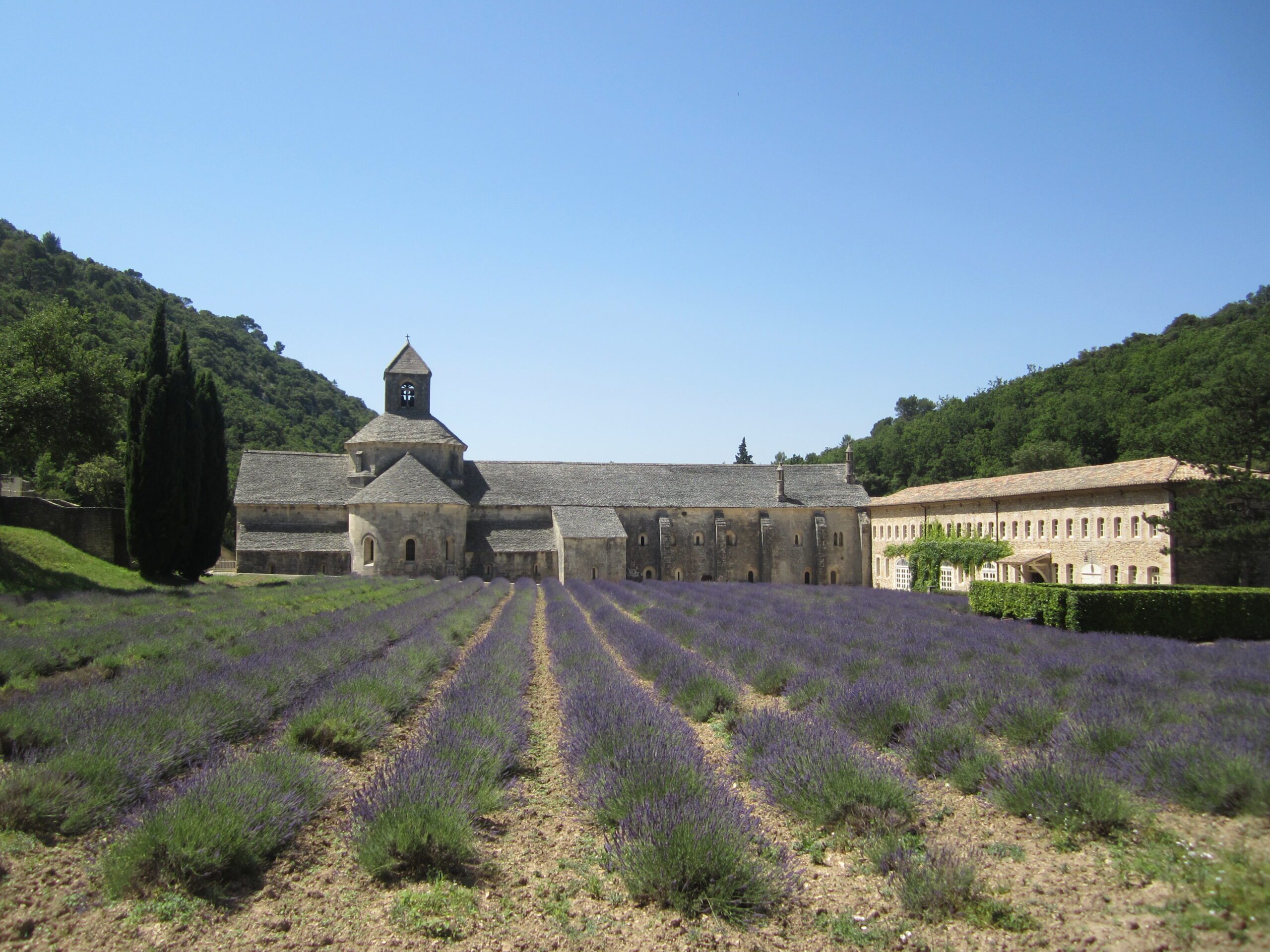lavender fields france