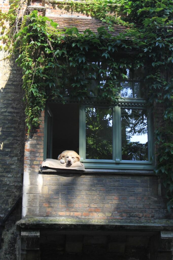 doggie in the bruges window