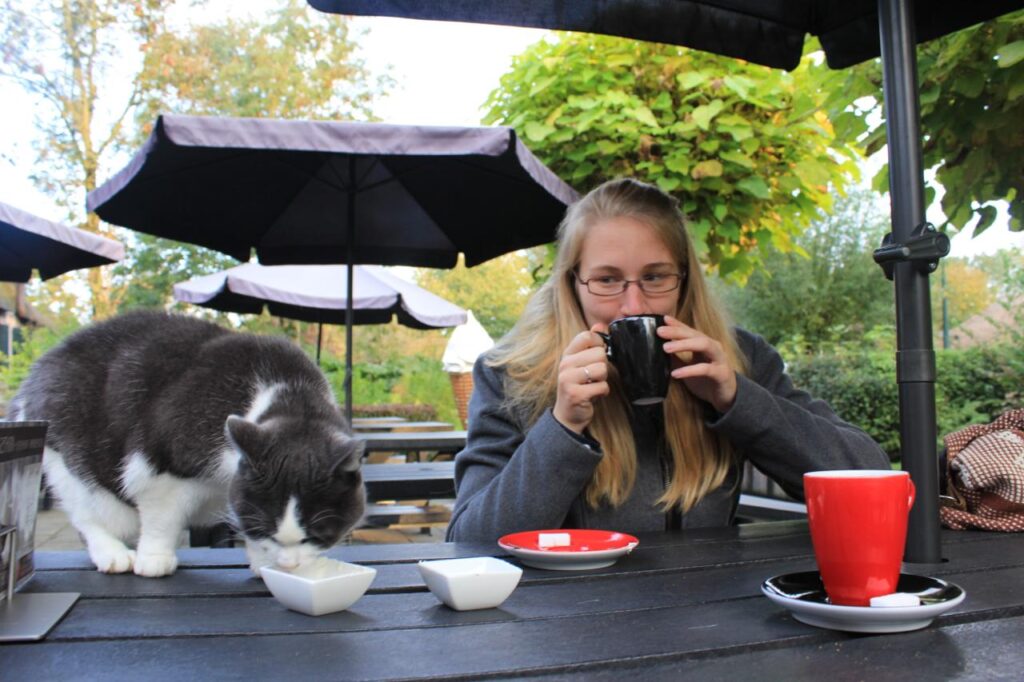 side eye cat in geithoorn netherlands