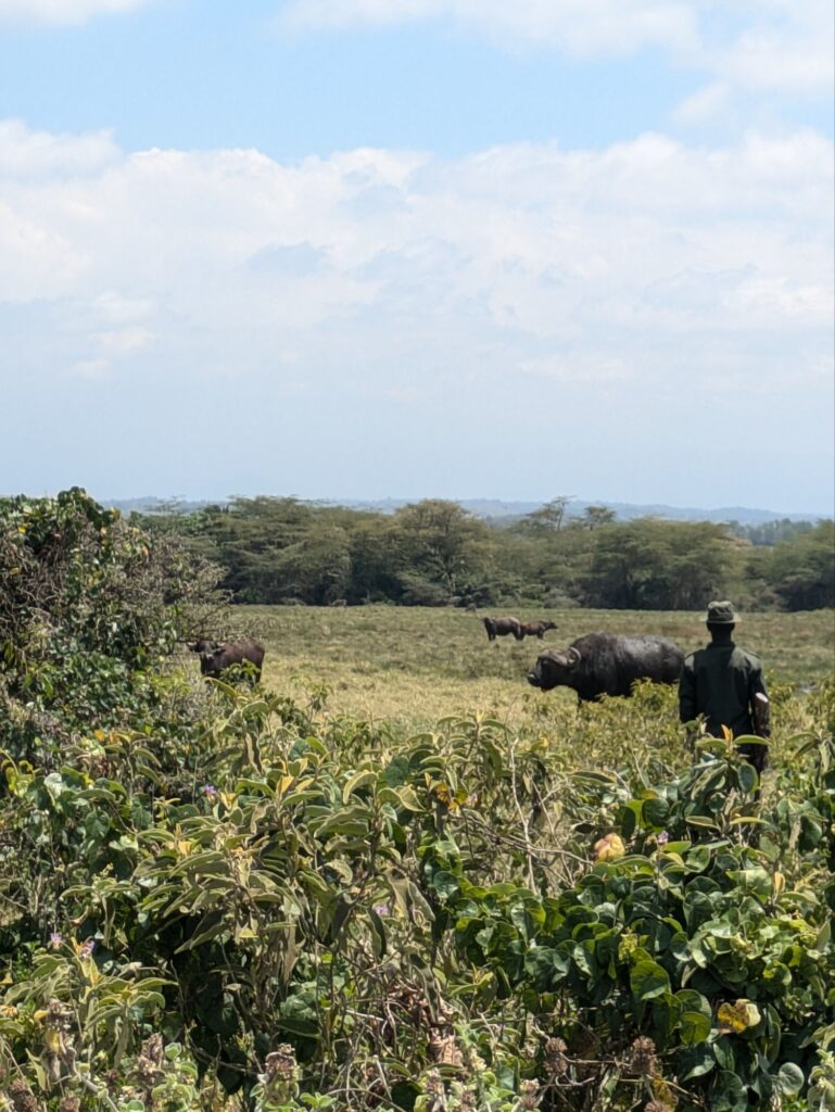 buffalo in arusha national park