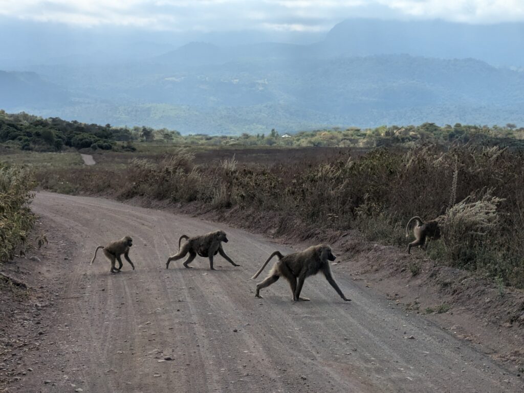 monkeys arusha national park tanzania