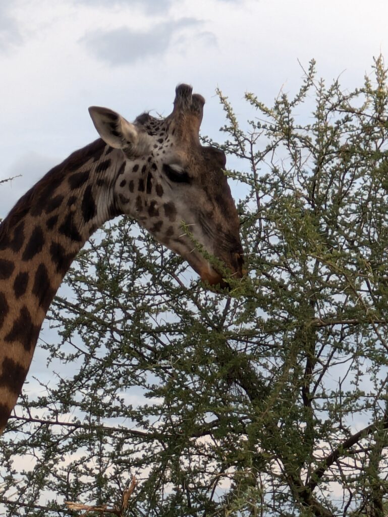 safari giraffe tanzania