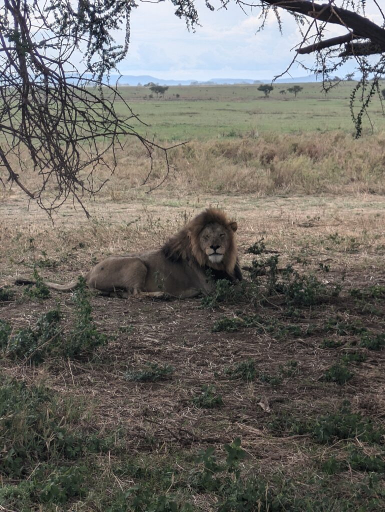 lion serengeti