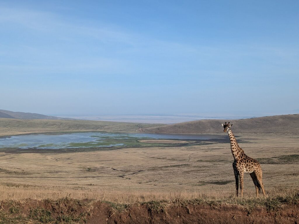 Giraffe in Tanzania