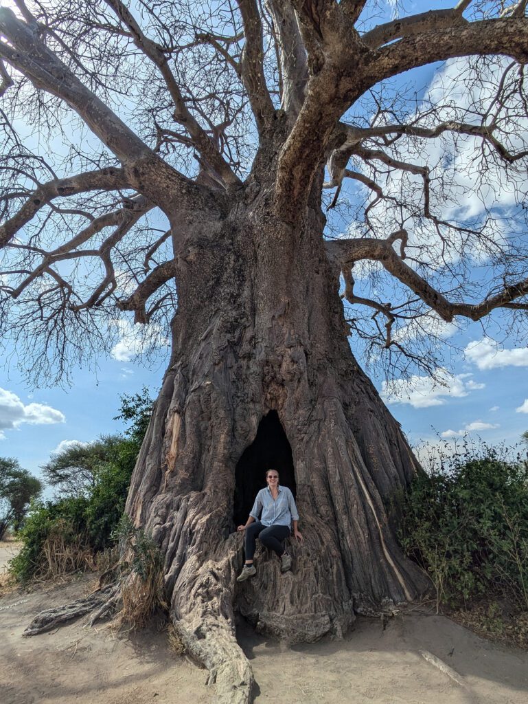 balboa tree tanzania