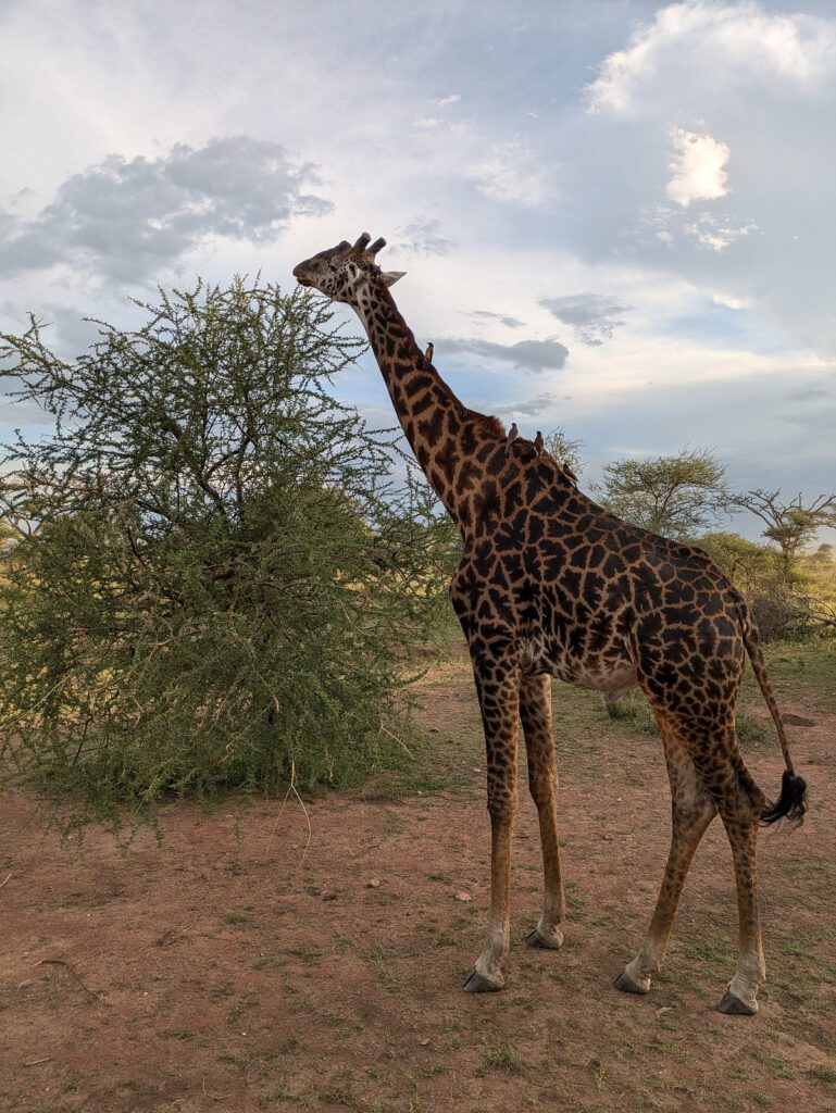 giraffe tanzania safari
