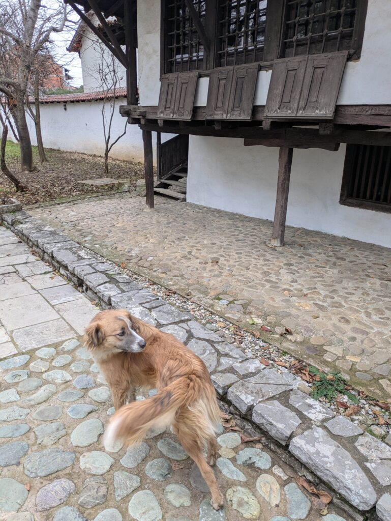 cute doggie kosovo